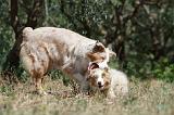 BERGER AUSTRALIEN - ADULT & PUPPY 134